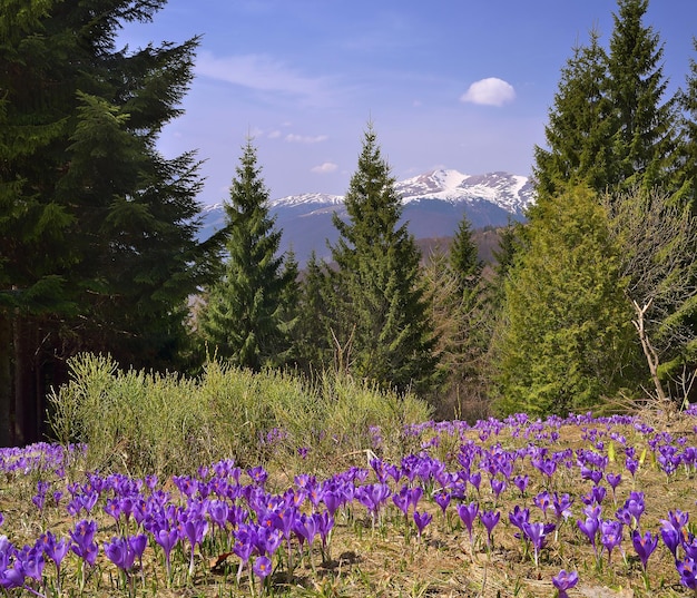 Wiosna krajobraz z kwitnącymi krokusami. Kwiaty w górskim lesie. Karpaty, Ukraina, Europa