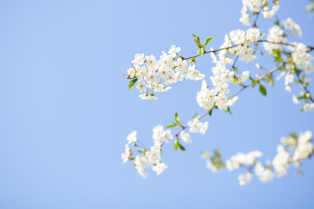 Wiosna kwiat błękitne niebo białe kwiaty w piękny wiosenny dzień. Piękny kwiat wiśni sakura w okresie wiosennym nad błękitne niebo. Pięknie kwitnąca gałąź jabłoni. Święta Wielkanocne. Sezon dla alergików