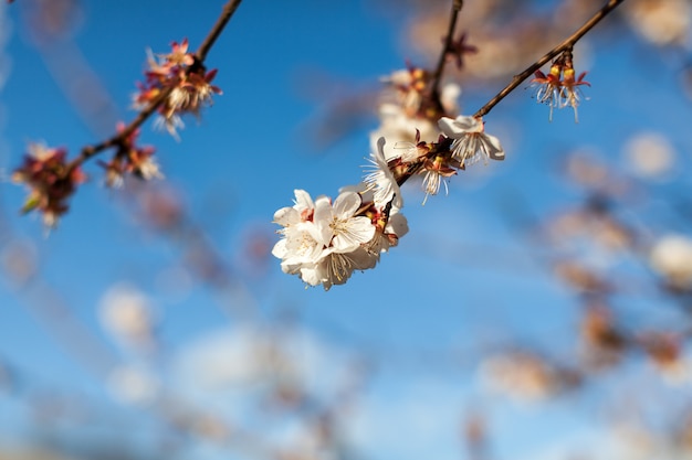 Wiosna kwiat jabłoni minimalistyczny na błękitnym niebie