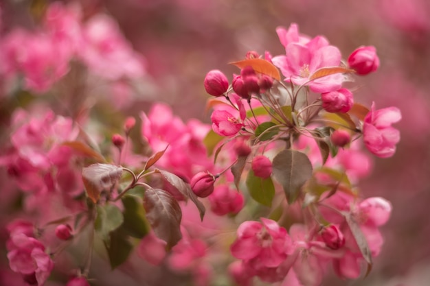 Wiosna. Kwiat jabłoni z różowymi kwiatami