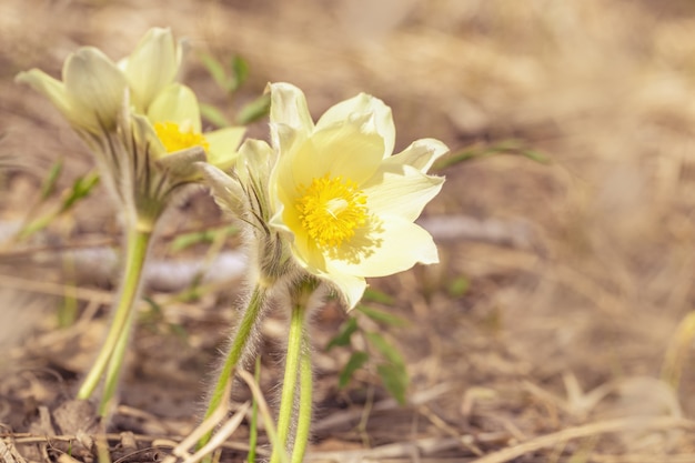 Wiosna kwiat pulsatilla w przyrodzie, naturalne tło z miejsca na kopię. Botaniczna scena kwiatowa z kwitnącym przebiśniegiem na zewnątrz. Selektywna ostrość.