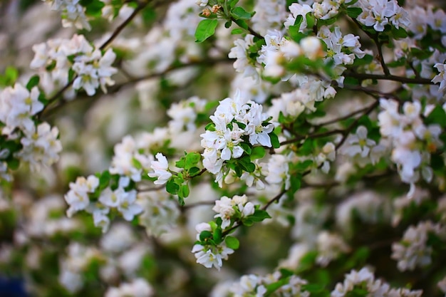 wiosna kwitnące tło ogrodu, delikatne białe kwiaty na drzewach, sezonowy marzec wiosna