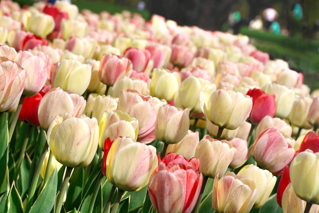 wiosna kwitnący biały różowy i czerwony tulipan