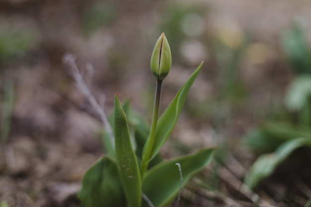 Wiosna Kwitnący Tulipan W Ogrodzie Wiosenna Karta Kwiatowy Selektywne Skupienie