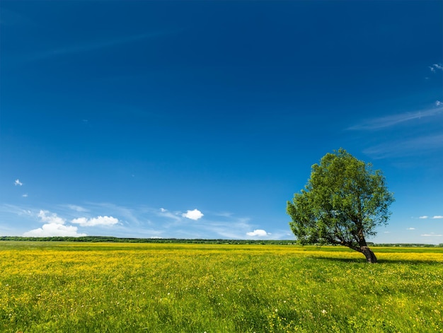 Wiosna lato zielone pole scenerii lanscape z jednego drzewa