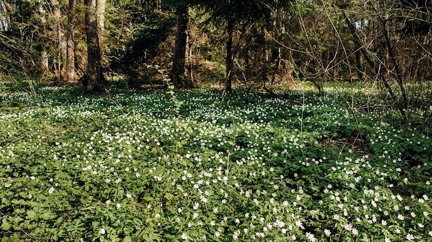 Wiosna Leśna Polana Pokryta Kwitnącymi Anemonami Drzewnymi Oświetlonymi Przez Słońce. Tło Wiosna Kwiatowy. Anemonoides Nemorosa Lub Anemone Nemorosa To Piękny Wiosenny Kwiat Lasów.