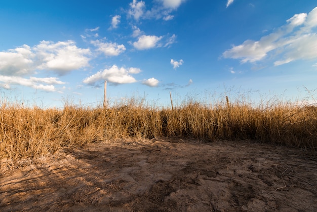 Wiosna lub lato abstrakcyjna natura z trawą i błękitne niebo z tyłu