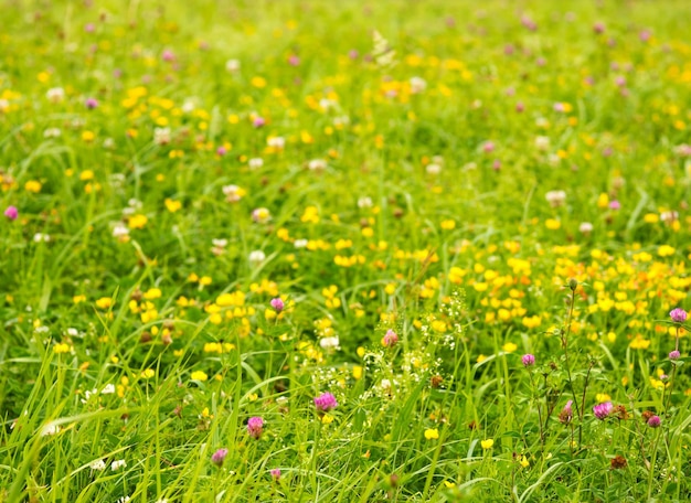 Wiosna natura tło z łąką dzikich kwiatów