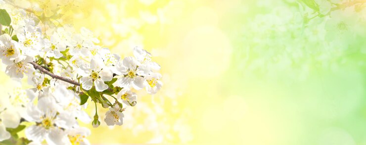 Wiosna natura tło z pięknym kwiatem