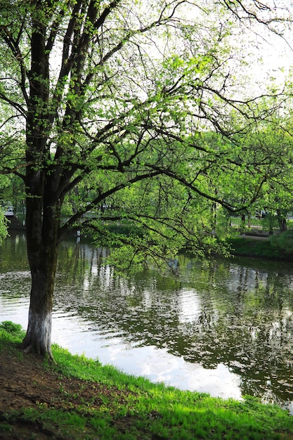 Wiosna natura tło Zieleń drzew i traw w słoneczny wiosenny poranek Krajobraz lasu