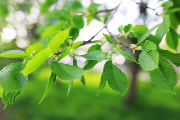 Wiosna natura tło Zieleń drzew i traw w słoneczny wiosenny poranek Krajobraz lasu