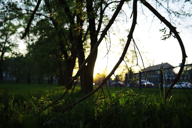 Wiosna natura tło Zieleń drzew i traw w słoneczny wiosenny poranek Krajobraz lasu