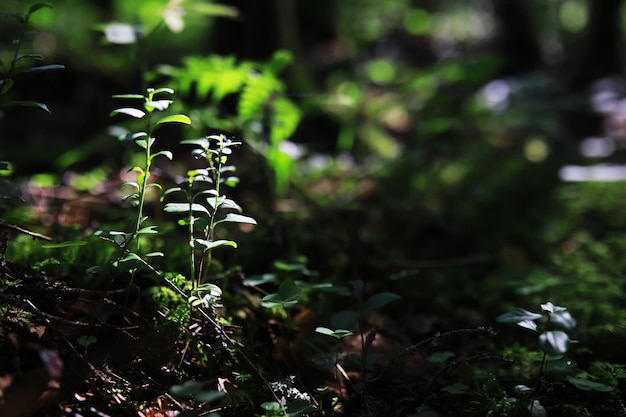 Wiosna natura tło Zieleń drzew i traw w słoneczny wiosenny poranek Krajobraz lasu