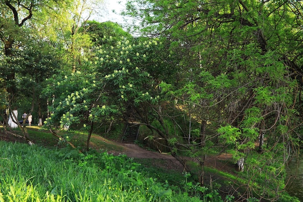 Wiosna natura tło Zieleń drzew i traw w słoneczny wiosenny poranek Krajobraz lasu