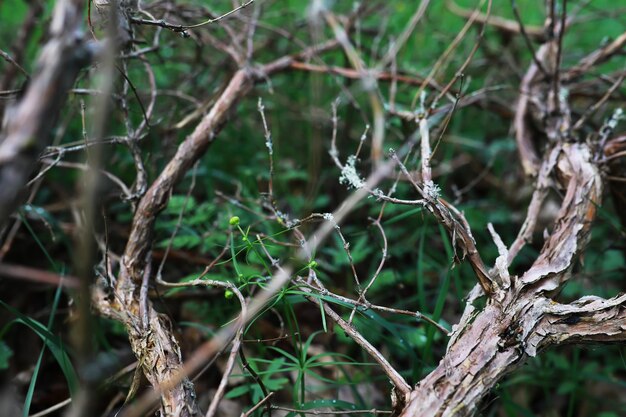 Wiosna natura tło Zieleń drzew i traw w słoneczny wiosenny poranek Krajobraz lasu