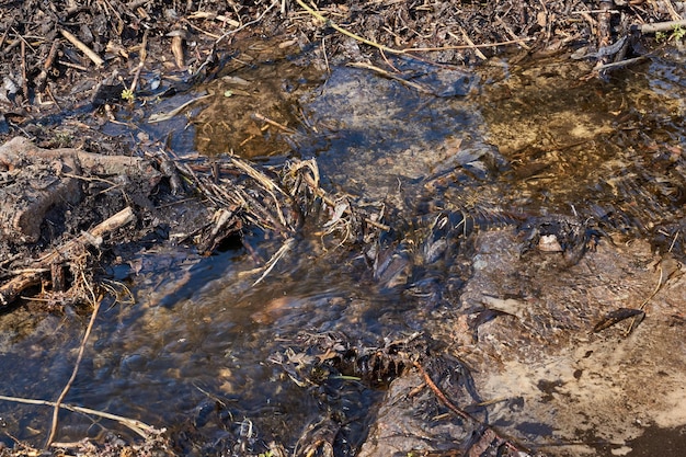 Wiosna śnieg Topnieje, Ziemia Topnieje I Płyną Wiosenne Potoki