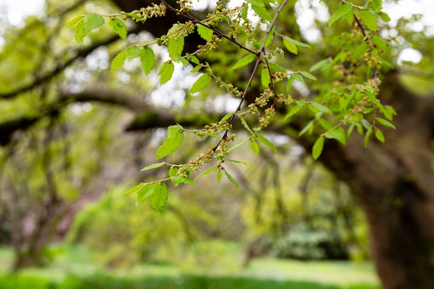 Wiosna, tapeta natura. Młode liście i pączek z bliska.