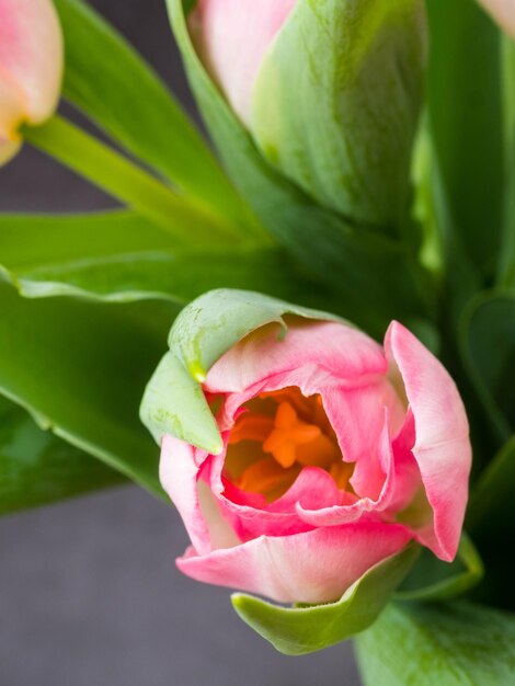 Zdjęcie wiosną tło z różowymi tulipanami pojęcie gratulacje