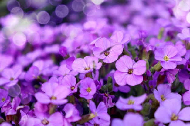 Wiosna to czas kwitnienia i podziwiania pastelowych floksów, zbliżenie bokeh miejsca na tekst