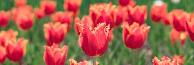 Wiosna transparent tło kwiat tulipany pole wiosenne kwiaty tulipany