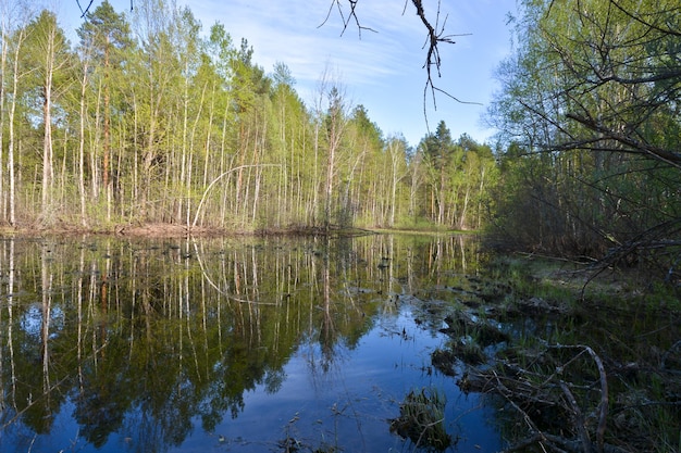 Wiosna w parku narodowym Rosji Meshchersky