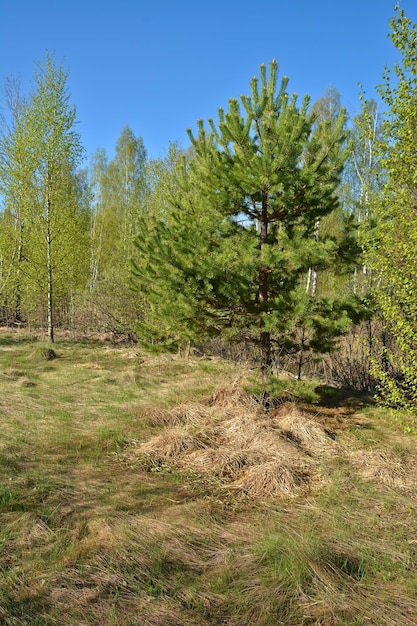 Zdjęcie wiosna w parku narodowym ryazan meschera