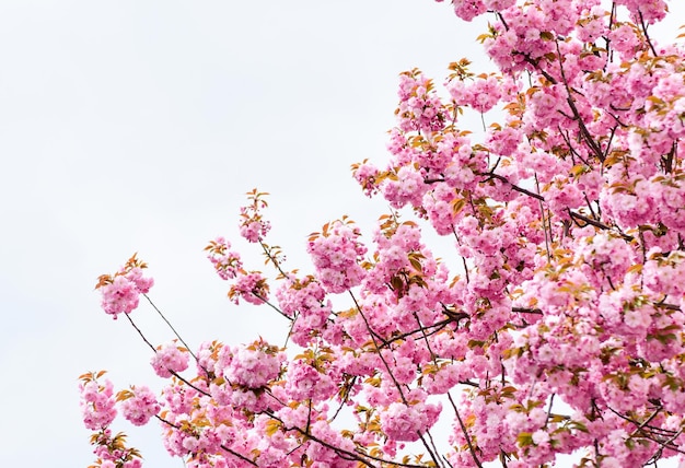 Wiosna wszędzie sakura kwitnące drzewo naturalne tło kwiatowy piękny wiosenny kwiat różowy kwiat wiśni nowe życie początek natura wzrost i pobudka dzień kobiet dzień matki wakacje