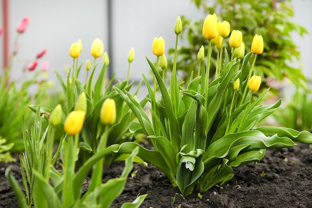Wiosny tło z pięknymi żółtymi tulipanami