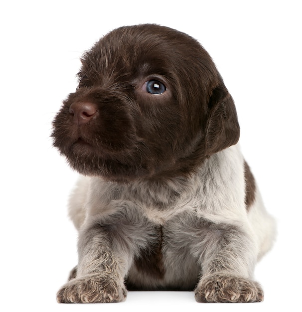 Wirehaired Pointing Griffon Puppy, 1 Miesiąc