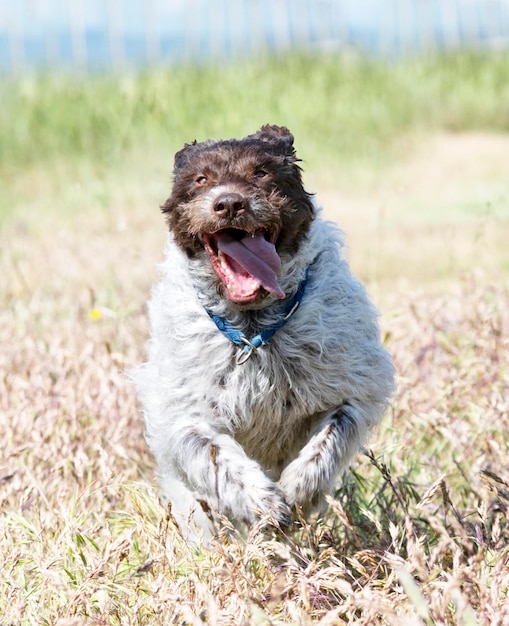 Wirehaired Wskazujący Gryfon