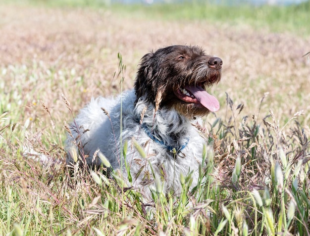 Wirehaired Wskazujący Gryfon