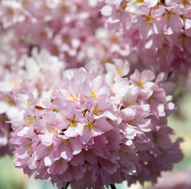 Wiśnia japońska różowe kwiaty drzewa sakura w pełnym wiosennym rozkwicie