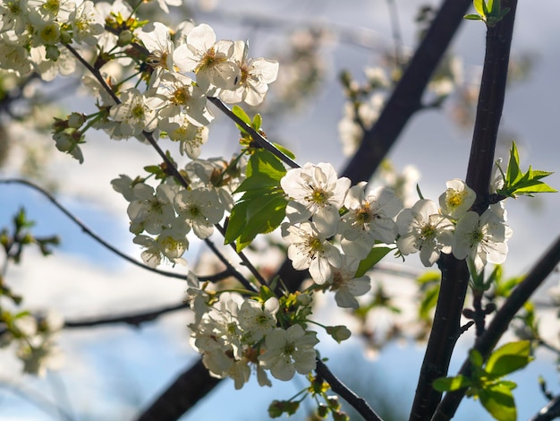 Wiśnia kwitnąca wiosną na tle błękitnego nieba w słoneczny dzień w Grecji