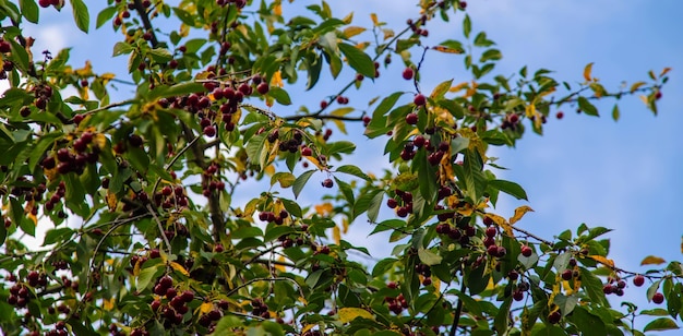 Wiśnia na drzewie w ogrodzie. Selektywne skupienie.natura