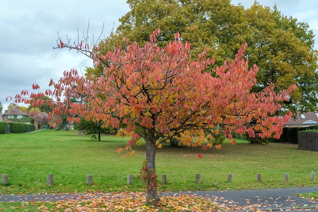 Wiśnia ptasia (Prunus padus) jesienią w East Grinstead