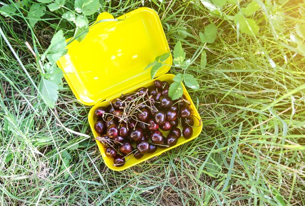 Wiśnie w pudełku na lunch na świeżym powietrzu. Zdrowe jedzenie. Letni owoc. Wegetariański styl życia.