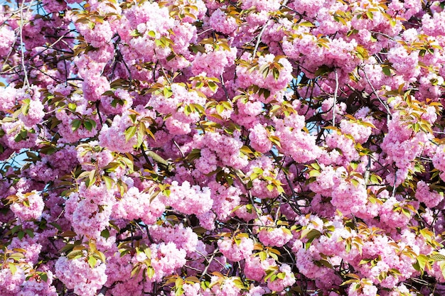 Wiśniowe Drzewa Sakura, Natura I Tło Wiosna.