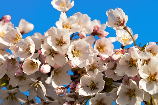 Wiśniowe drzewo lub kwiaty sakura kwitną wiosną na naturalnym tle błękitnego nieba