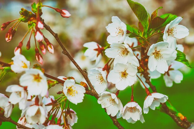 Wiśniowe drzewo lub kwiaty sakury kwitną wiosną na naturalnym zielonym tle