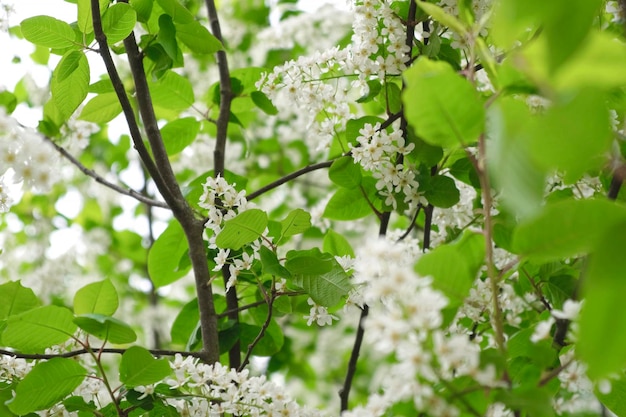 Wiśniowe drzewo w pełnym rozkwicie Kwiaty czereśni ptasiej z bliska na rozmytym zielonym tle Kwitnące drzewo Prunus Avium z białymi małymi kwiatami Widok kwitnącego wiosną Skopiuj miejsce na tekst