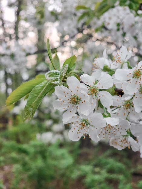 Wiśniowe drzewo z białymi kwiatami Blossom Blooming sezon Spring Fresh