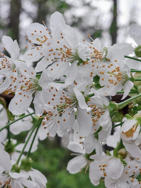 Wiśniowe drzewo z białymi kwiatami Blossom Blooming sezon Spring Fresh