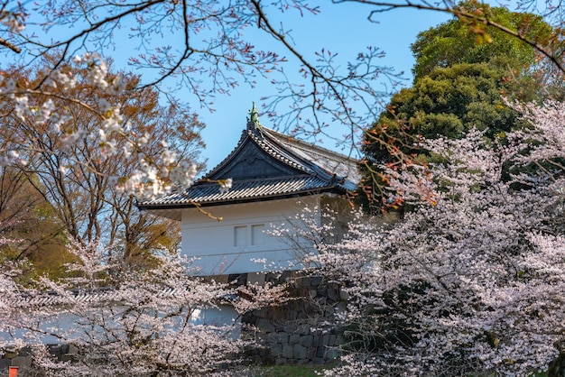 Wiśniowe kwiaty kwitną wiosną wokół parku Chidorigafuchi w Tokio