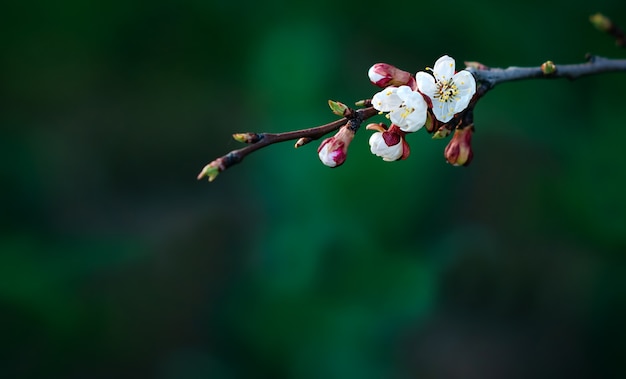Wiśniowe kwiaty na gałęzi wiosną