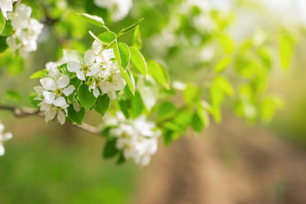 Wiśniowe Kwiaty Na Tle Natura Niewyraźne