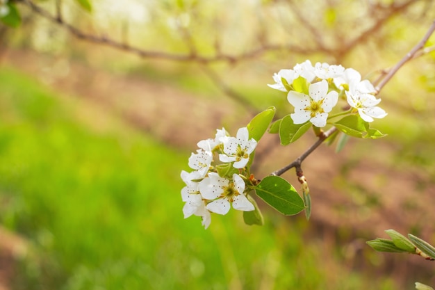 Wiśniowe Kwiaty Na Tle Natura Niewyraźne