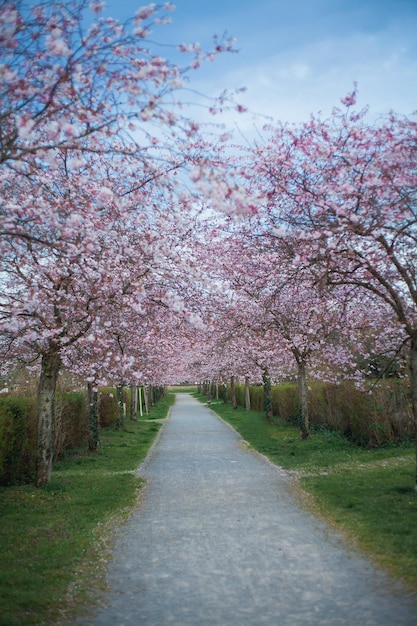 Wiśniowe kwiaty Park z różowymi kwiatami na drzewach Wiosna