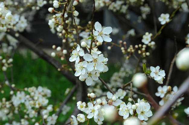 wiśniowe kwiaty w wiosennym zbliżeniu