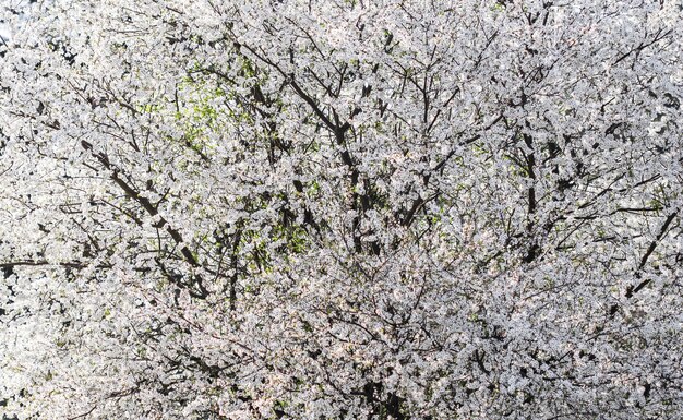 Wiśniowe kwiaty wiosną piękne białe kwiaty