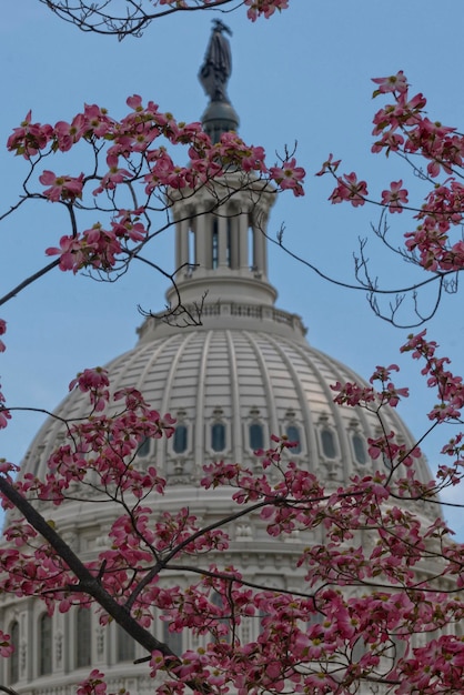 Wiśniowy kwiat na tle Kapitolu w Waszyngtonie